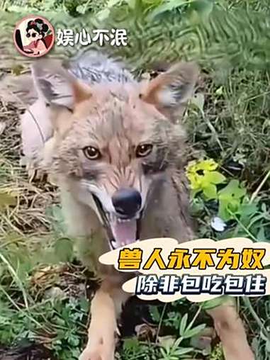 兽人永不为奴除非包吃包住 狼 狗狗 狗子成精了 奇妙的动物