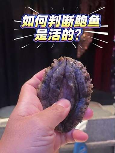如何判断鲍鱼的新鲜度 活鲍鱼 海鲜