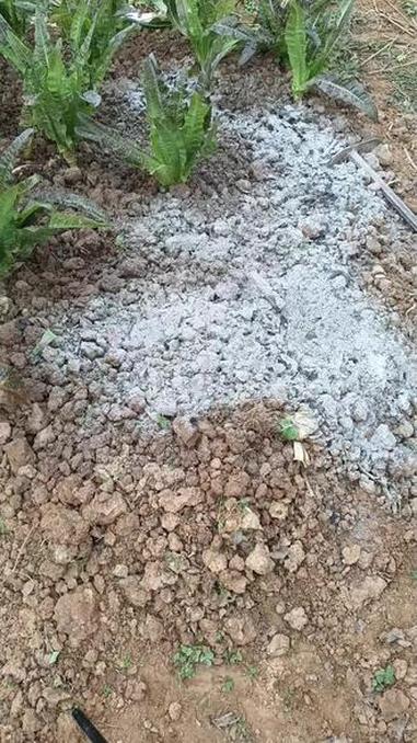 #种菜要有种菜的样 #记录我的种植生活 #一份辛苦一份收获这就是农民真实生活 #纯天然绿色