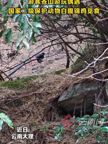 近日,大理苍山玉带路感通索道旁,游客偶遇国家二级保护动物白腹锦鸡觅食 野生动物 人与动物和