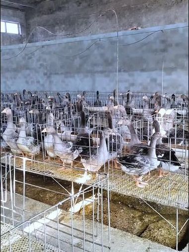 法式鹅肝 霍邱朗德鹅养殖基地 科学养鹅 高端食材 宝宝辅食