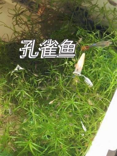 看看你的孔雀鱼,繁殖你们都是怎么做的。养鱼日记 孔雀鱼 孔雀鱼繁殖 抖音可以直接发文字啦
