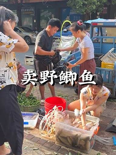 今天花了360多收了一堆野鲫鱼去卖,真是笑哭了,万万没想到会这样 三农 秋天的乡村生活别有
