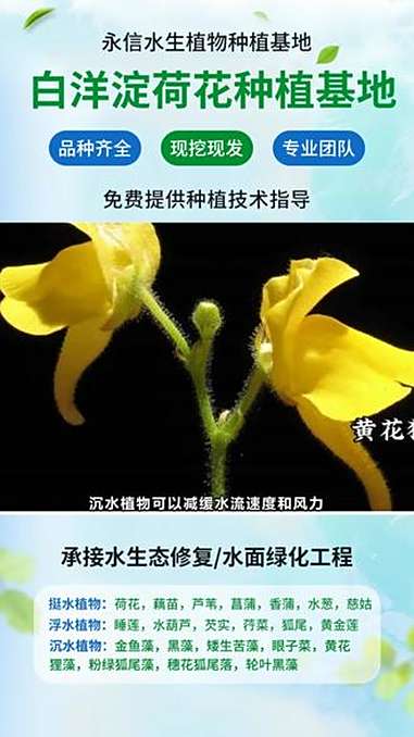 晋城市沉水植物栽植 吉安市种植沉水植物基地 深圳市黑藻基地 拉萨马来眼子菜基地 湖南省衡阳
