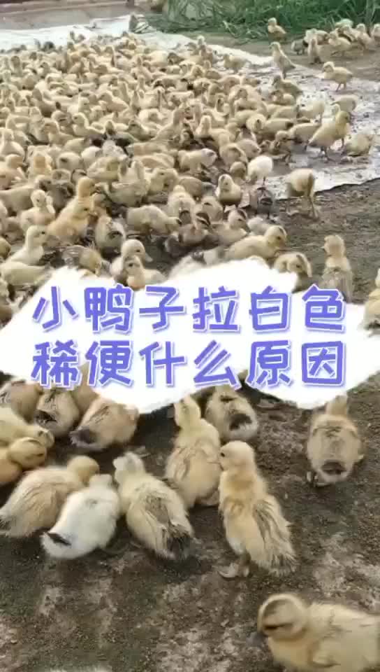 鸭子拉白色粪便什么问题鸭子为什么拉白色的