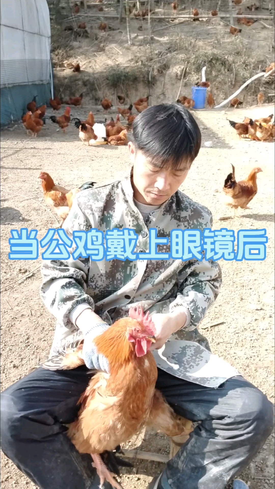 给好斗的公鸡戴眼镜