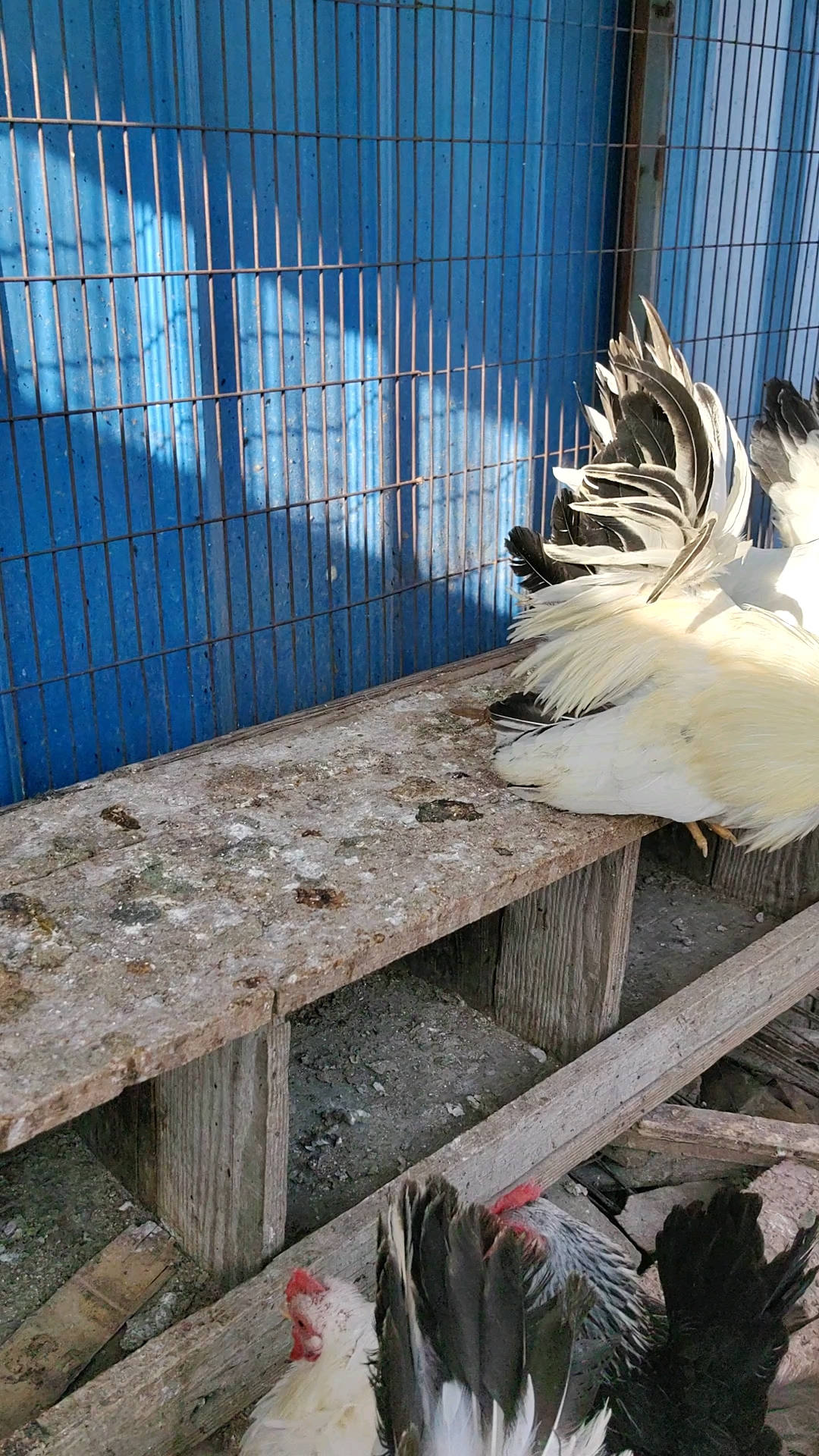 泰国白桂鸡也已经开始产蛋了
