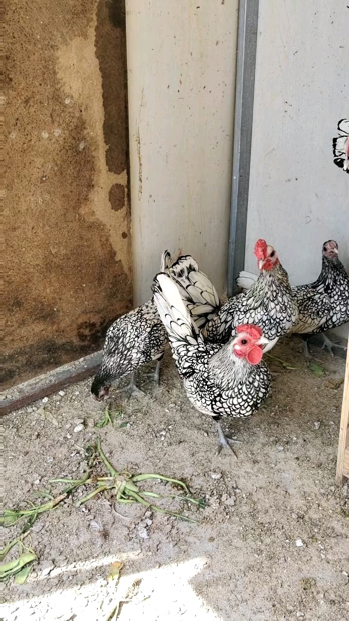 我家的白波兰鸡也开始产蛋了