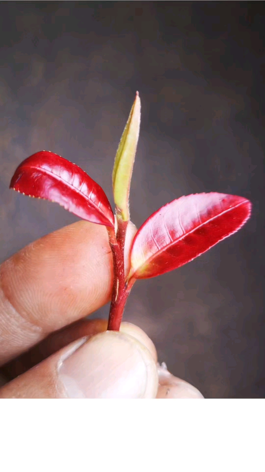 云茶秘境钉耙山,普洱红梗红叶茶传承保护基地。
