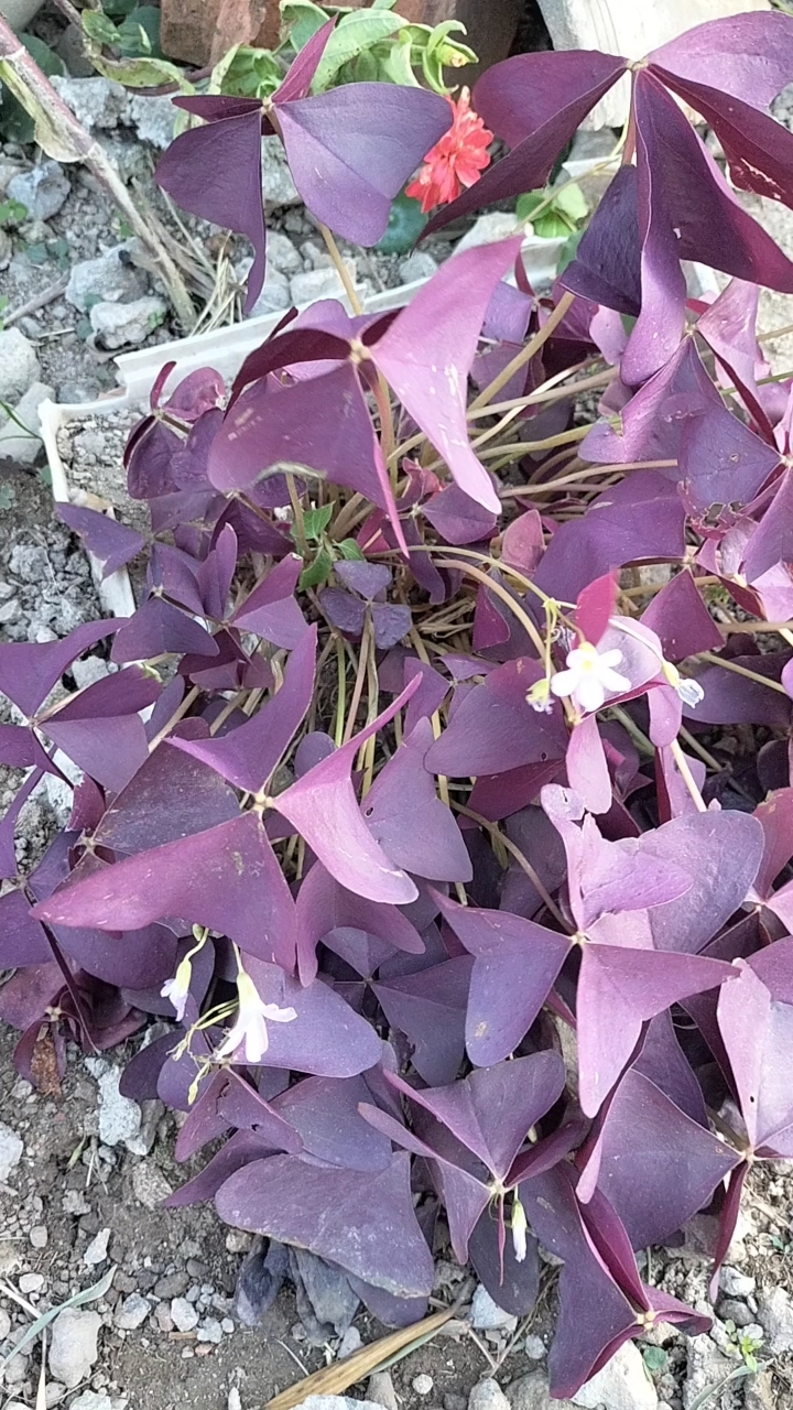 紫叶酢浆草