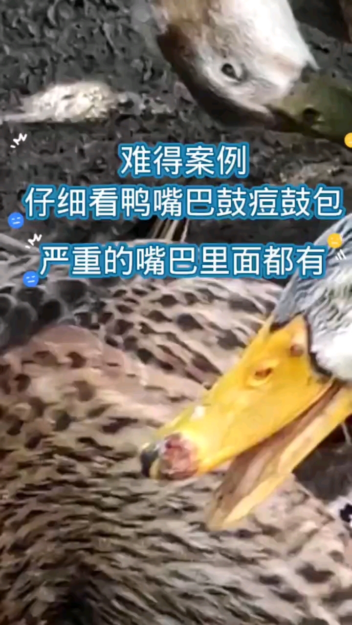 鸭嘴巴肿胀有结痂有痘