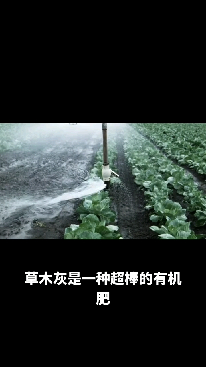 草木灰是有机肥,对蔬菜驱虫好处多!