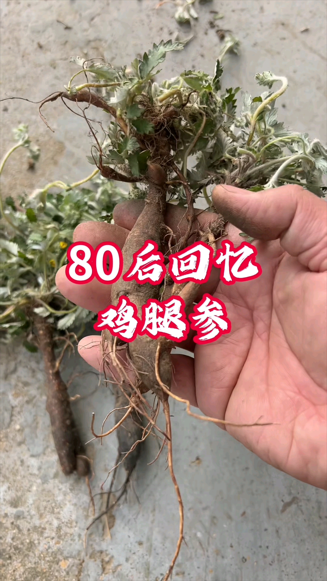 80后童年回忆鸡腿参#80后童年回忆#一代人的回忆