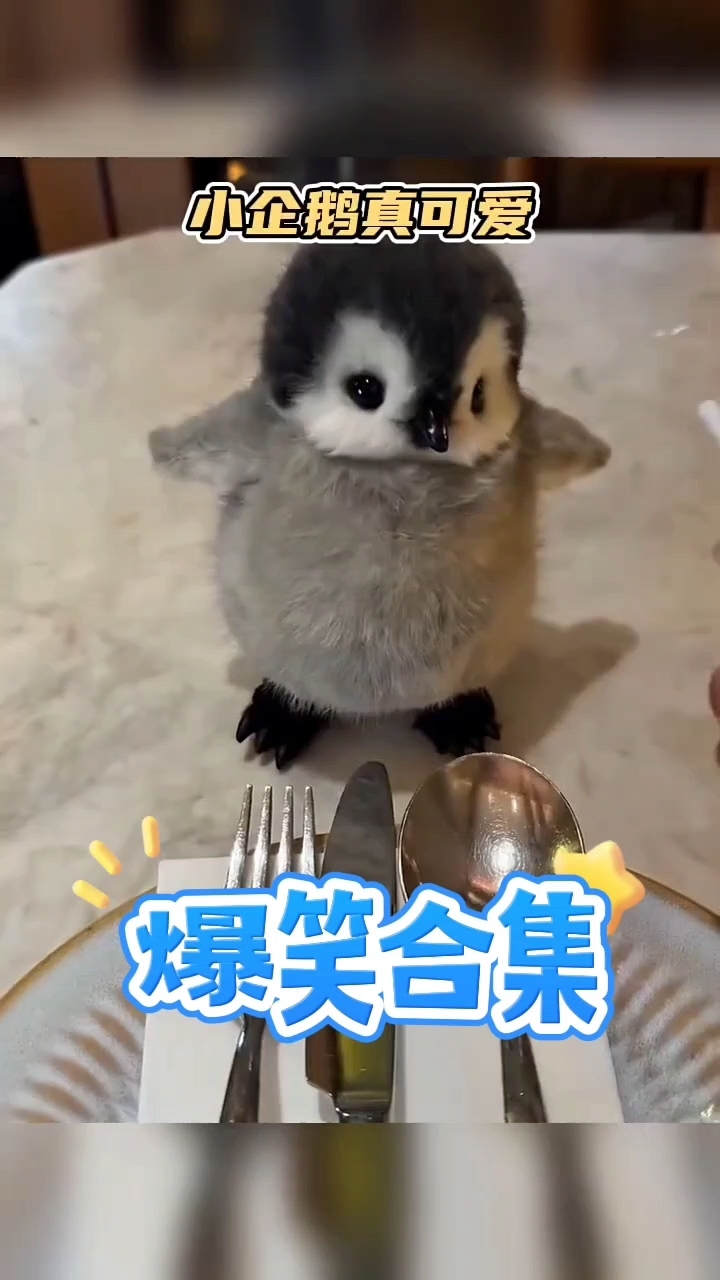 可爱的小企鹅