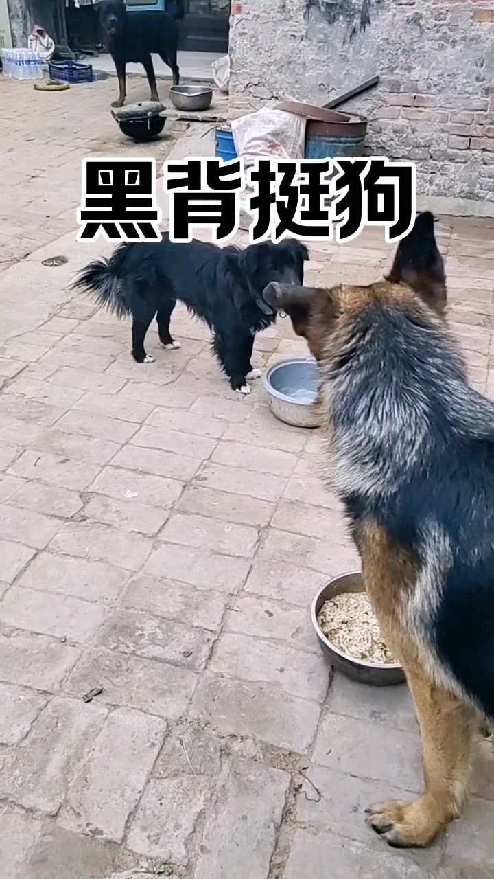 黑背挺狗