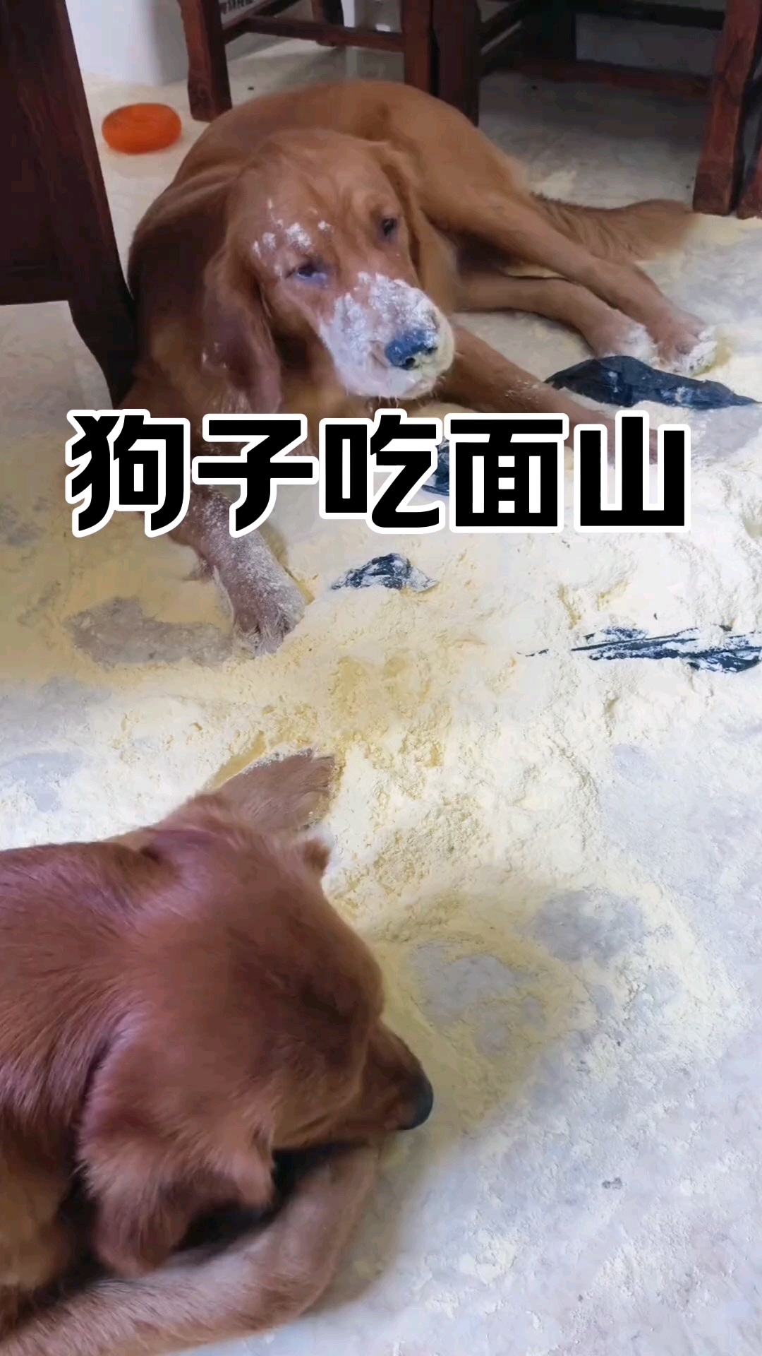 狗子吃面山。。。