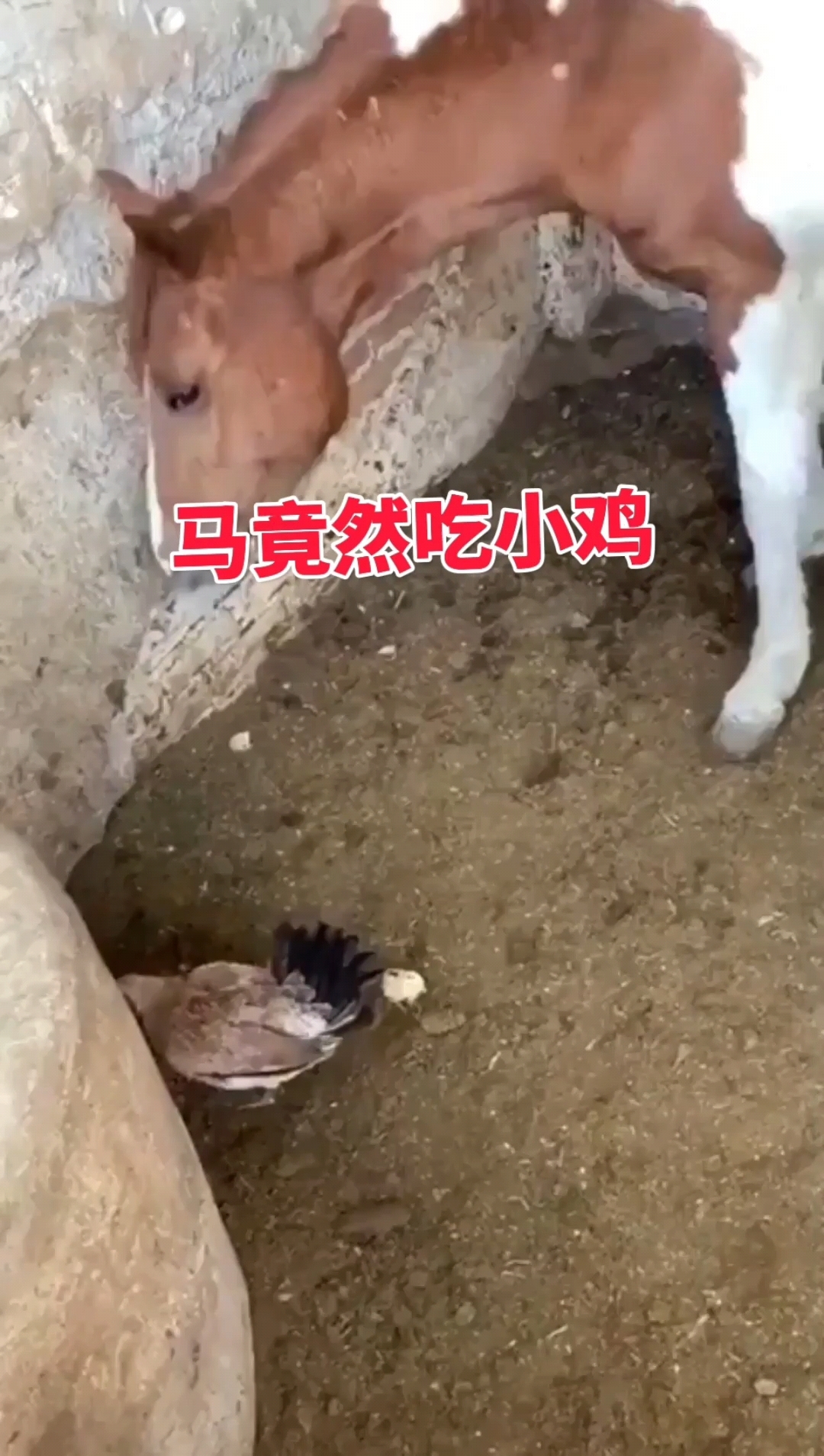 这只马竟然吃小鸡