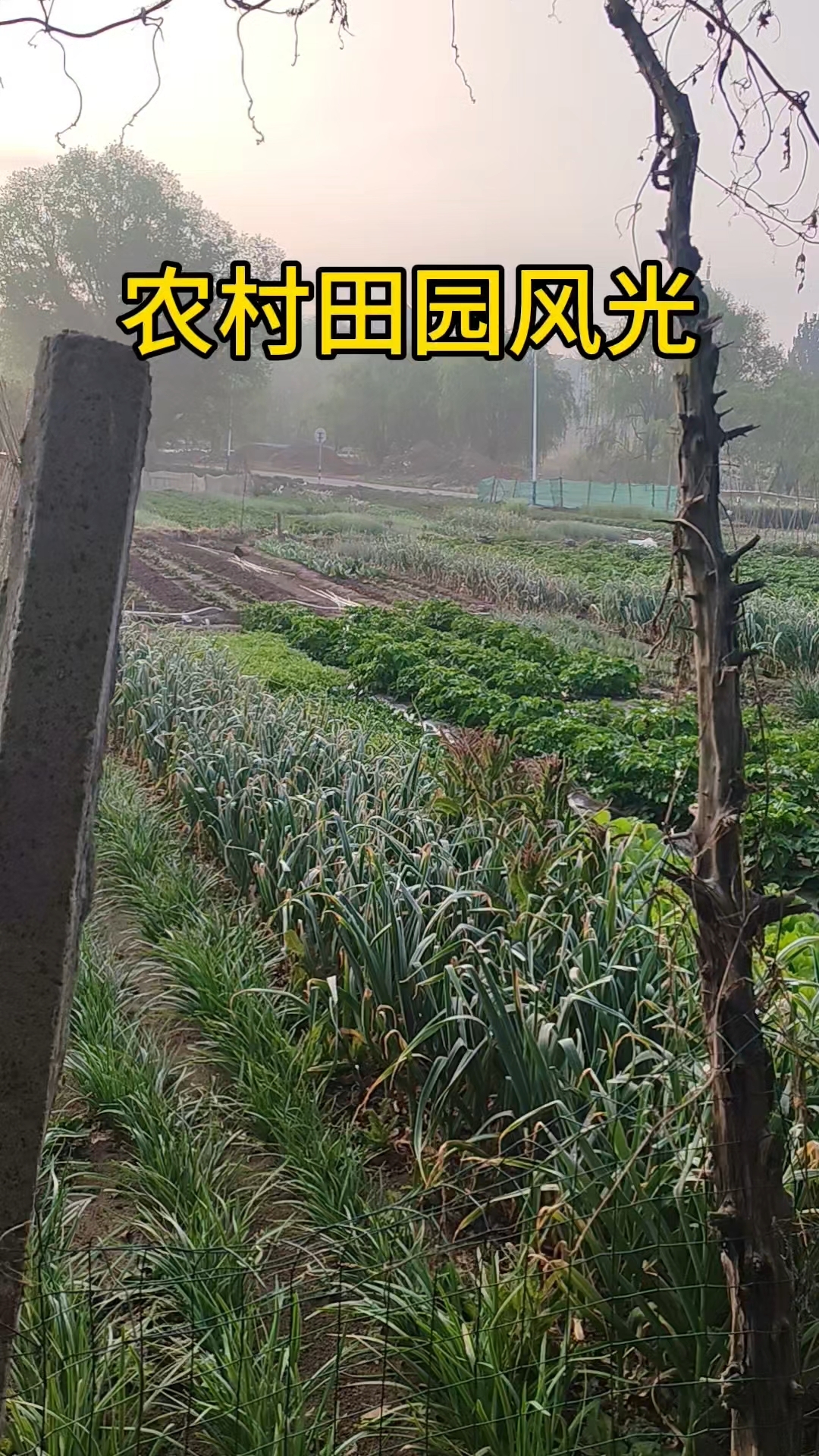 农家菜园劳动记录