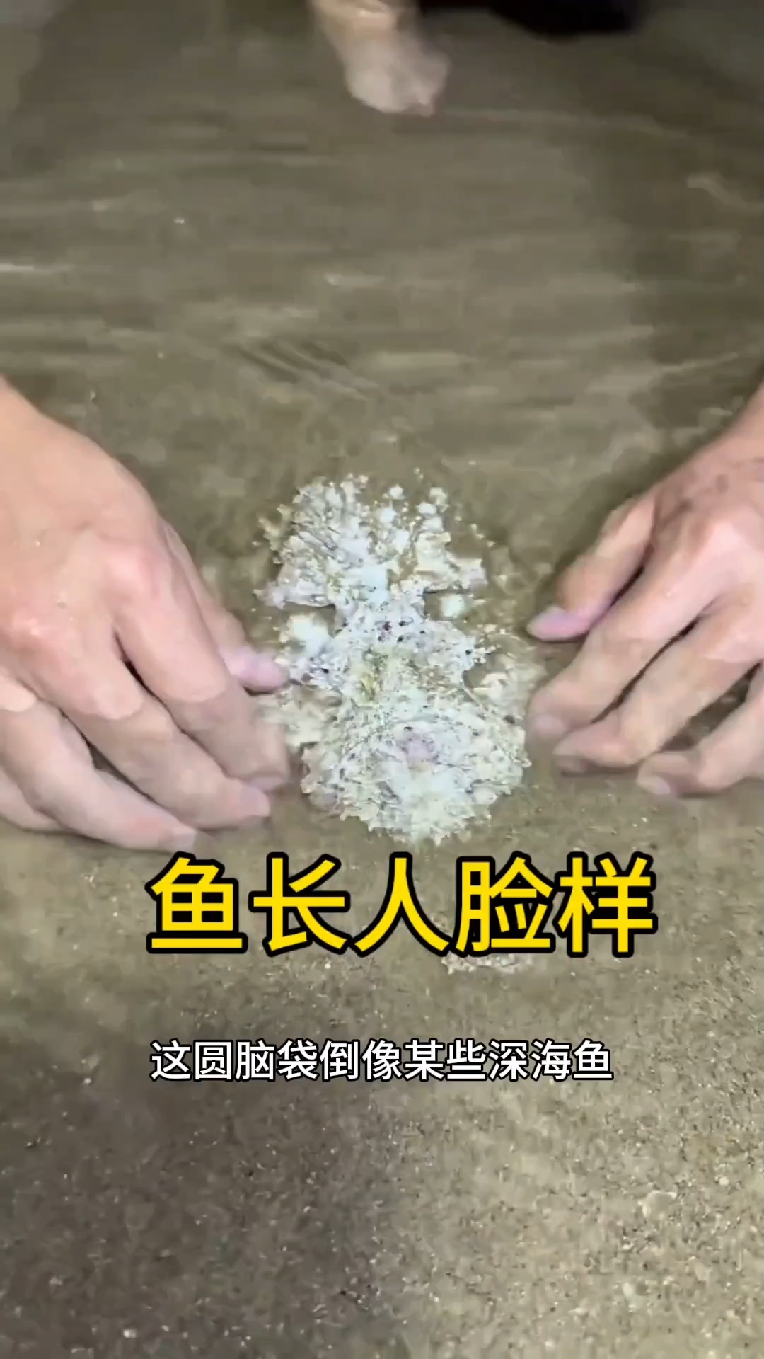 这些到底是什么品种的鱼