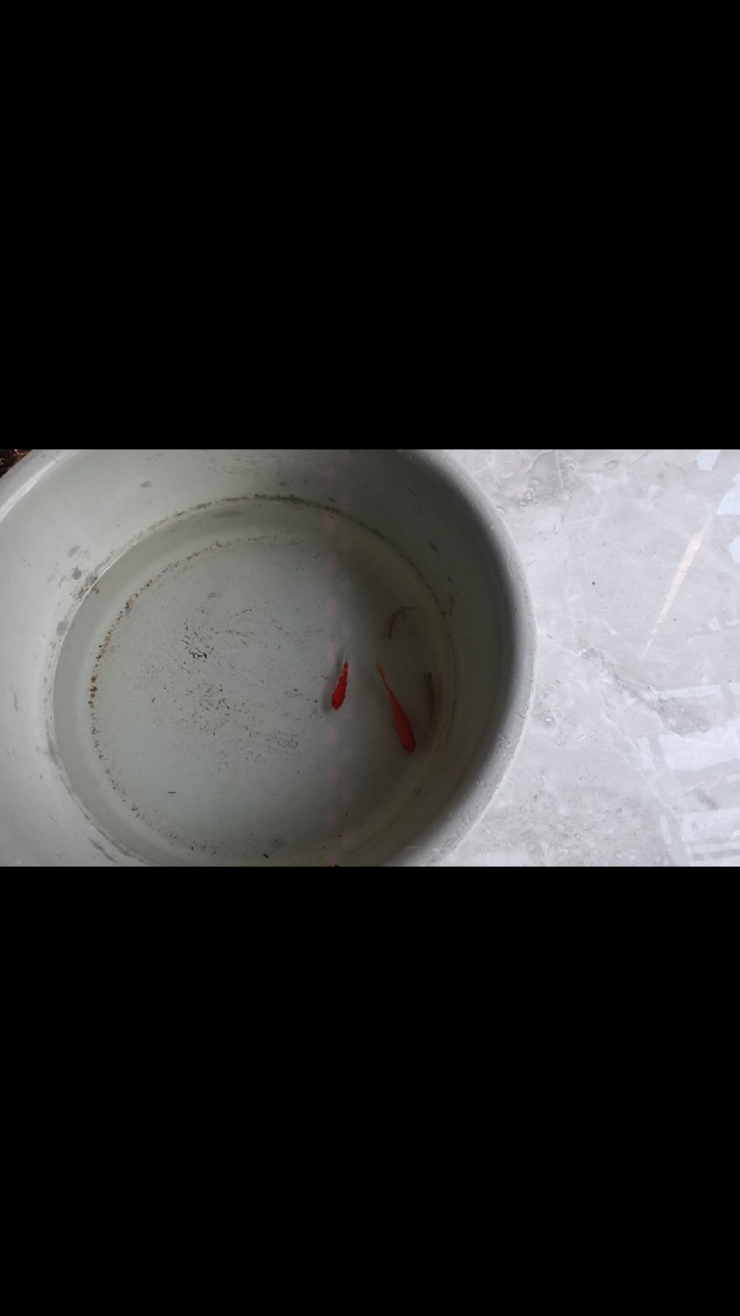 上周买的小金鱼,和小鲫鱼养在一起。