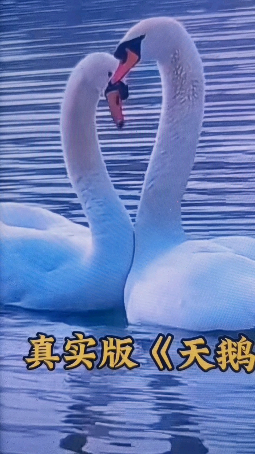 #百度热点灵感活动>真实版《天鹅舞》人与大自然的和谐。