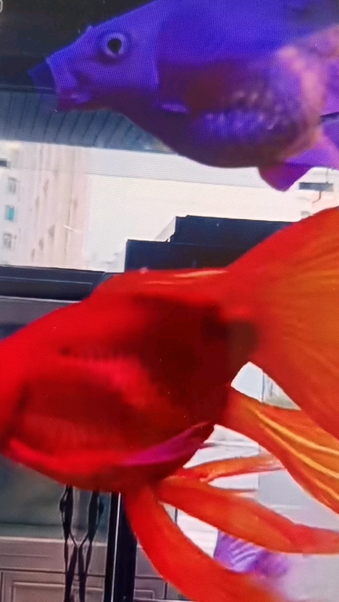 水中仙子〈蝴蝶鲤鱼〉观赏好运来。