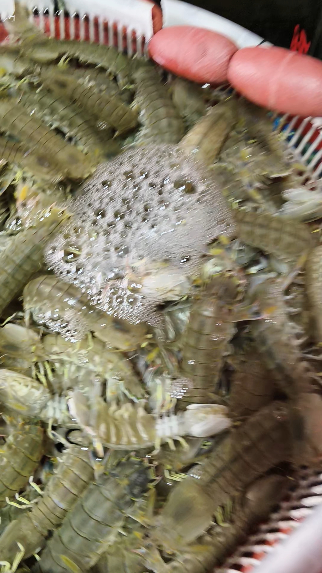 带黄皮皮虾