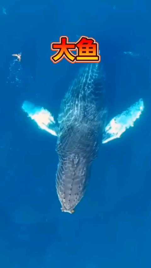 音乐分享!醉美钢琴曲《大鱼》!分享给你!琴声柔美!令人陶醉!