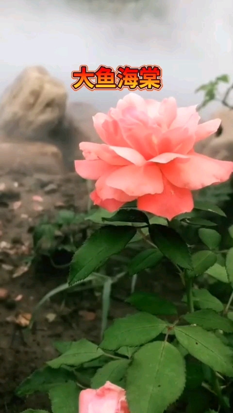 这首洞箫钢琴合奏的唯美纯音乐《大鱼海棠》!真的很好听!好听!