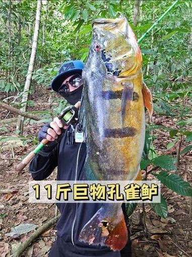 11斤巨物孔雀鲈 #路亚 #钓鱼 #孔雀鲈 #帝王三间