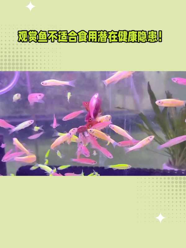 金鱼可以吃吗