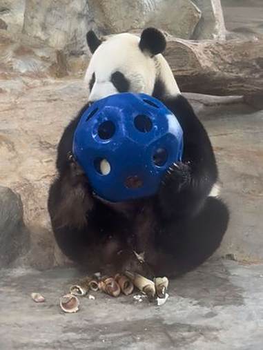 好有耐心的小企鹅舜舜 大熊猫 可爱 大熊猫舜舜