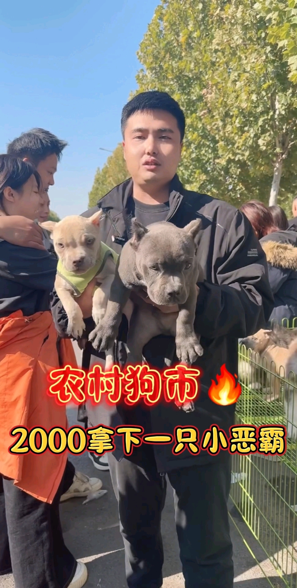 恶霸来喽!#恶霸 #恶霸犬 #萌宠推荐官 