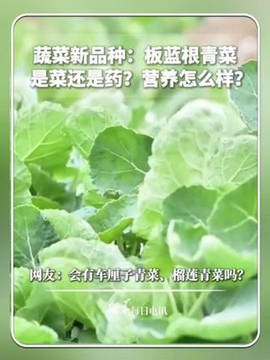 蔬菜品种上新,你听说过“板蓝根青菜”吗?到底是青菜还是药?网友:会有车厘子青菜、榴莲青菜吗