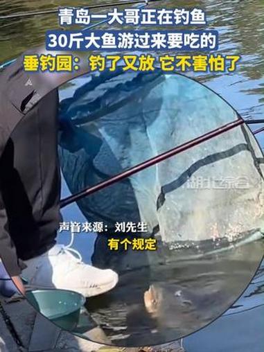 青岛一大哥正在钓鱼,30斤大鱼游过来要吃的。垂钓园:钓了又放,它不害怕了