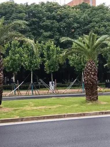 浦东张江 凤尾松 白玉兰