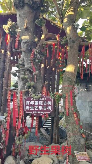 野生果树，100多年了，芒果树