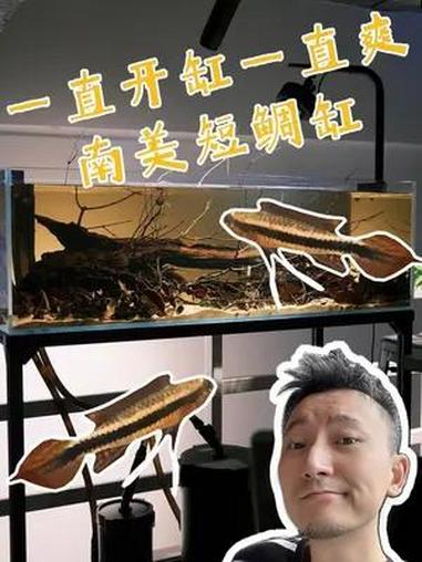 开个小南美缸,尝试一下短鲷混养?养鱼日记 南美缸 短鲷 鱼缸造景 开缸