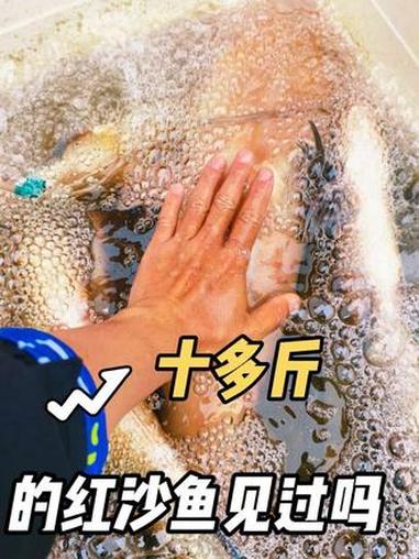 十多斤的红沙鱼见过吗?钓起来的哦