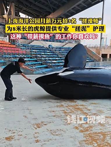 上海海洋公园月薪万元,招3名虎鲸搓澡师。网友:这就是“带薪摸鱼”!