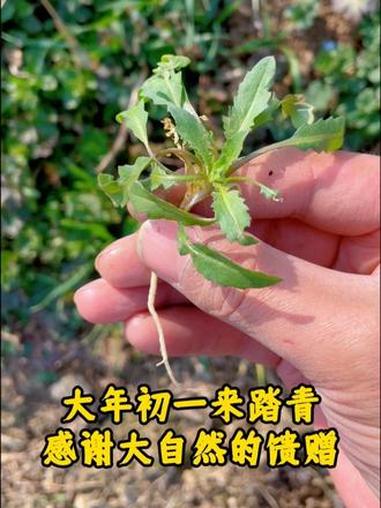 大年初一来踏青,感谢大自然的馈赠!田间地头走一走,不负春日好时光。#桑庄镇 #挖野菜 #挖