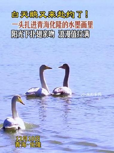 白天鹅又来赴约了!一头扎进青海化隆的水墨画里阳光下扑翅亲吻 浪漫值拉满 白天鹅