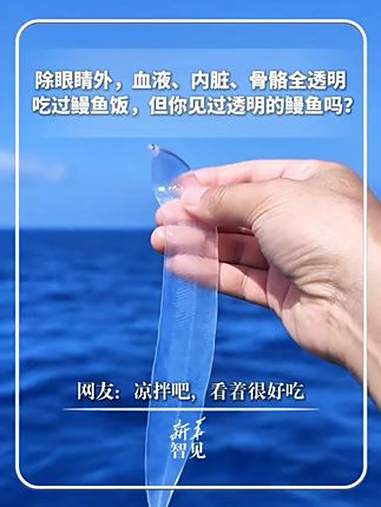 吃过鳗鱼饭，但你见过透明的鳗鱼吗？鳗鱼的幼体阶段叫柳叶鳗，除眼睛外，血液、内脏、骨骼全透明