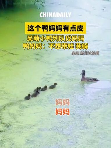 池塘里,鸭妈妈在玩“躲鸭鸭”,呆萌小鸭子们列队找妈妈,场面十分可爱