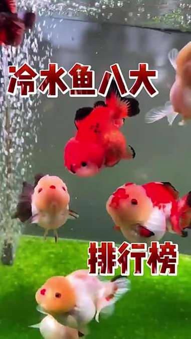 水族 观赏鱼