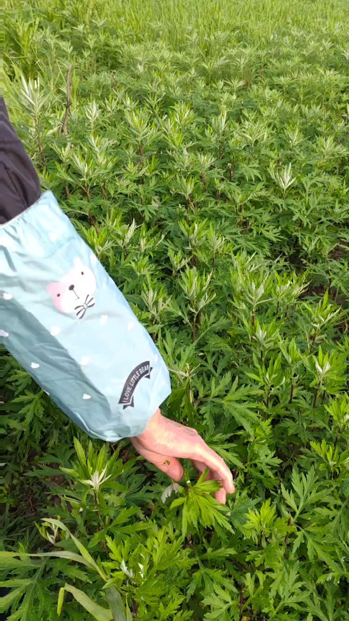三月三,您吃蒿子粑粑了吧!看看农村人是如何做蒿子粑粑的!