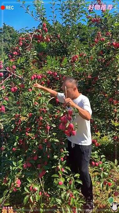 鸡心海堂果 产地直发新鲜水果