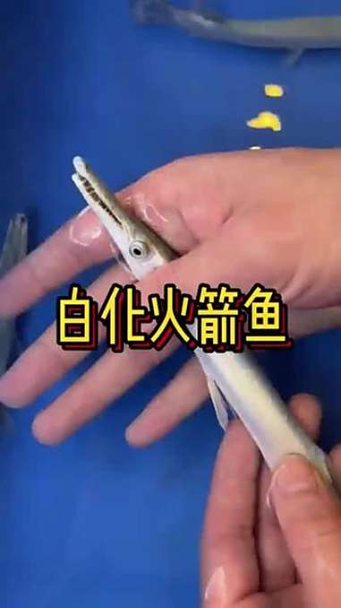 白化火箭鱼 水族 观赏鱼