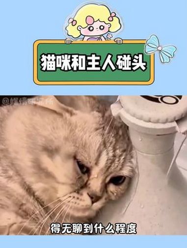 它竟然会和我碰头耶,好可爱 铲屎官的日常 我的梦中情猫 娱乐评论大赏 猫猫 萌宠