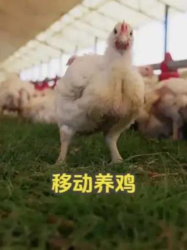 一种可以移动的养鸡场,在这里鸡儿可以实现青草自由!